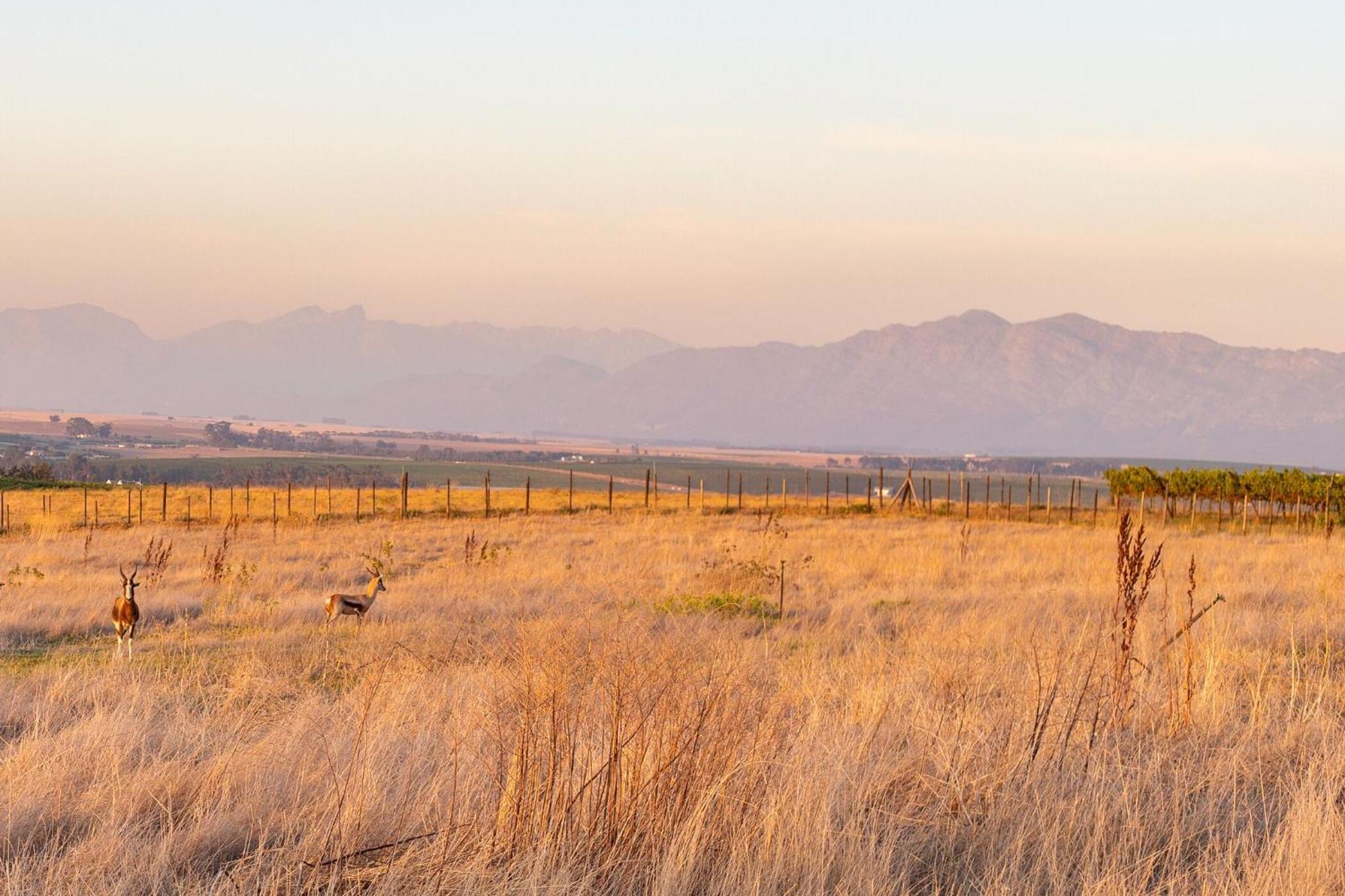 Bakenhof Winelands Lodge พาร์ล ภายนอก รูปภาพ